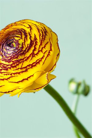 simsearch:628-01278649,k - Close-up of a yellow buttercup Fotografie stock - Premium Royalty-Free, Codice: 628-01278888