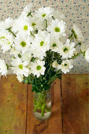 simsearch:628-01278649,k - White chrysanthemums Fotografie stock - Premium Royalty-Free, Codice: 628-01278920