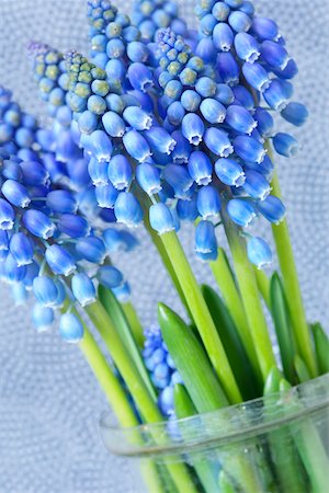 Blue hyacinths Foto de stock - Sin royalties Premium, Código: 628-01278934