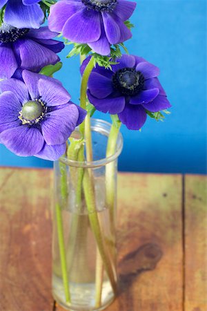 simsearch:628-01279012,k - Violet anemones Fotografie stock - Premium Royalty-Free, Codice: 628-01278954