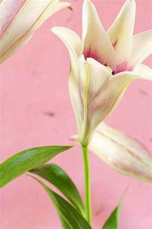 simsearch:628-01278649,k - Close-up of a white lily Fotografie stock - Premium Royalty-Free, Codice: 628-01279024
