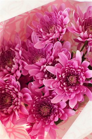 simsearch:628-01278403,k - Pink chrysanthemums Fotografie stock - Premium Royalty-Free, Codice: 628-01279098
