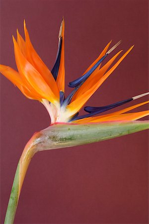 simsearch:628-01279012,k - Close-up of bird-of-paradise Flower, Single Object, Object Fotografie stock - Premium Royalty-Free, Codice: 628-01279306