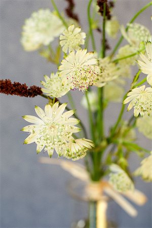 simsearch:628-01279012,k - Close-up of white flowers Fotografie stock - Premium Royalty-Free, Codice: 628-01279368