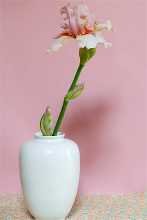 simsearch:628-01278403,k - Pink iris in a vase Fotografie stock - Premium Royalty-Free, Codice: 628-01279429