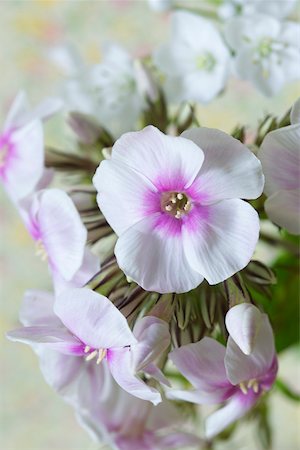 simsearch:628-01278649,k - White blooming flower Fotografie stock - Premium Royalty-Free, Codice: 628-01279435