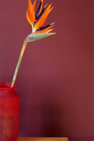 simsearch:640-01364617,k - Bird-of-paradise flower in a vase Foto de stock - Sin royalties Premium, Código: 628-01279537