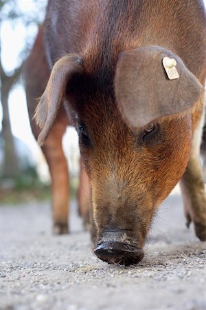 Wild boar sniffing at the ground, close-up, selective focus Foto de stock - Sin royalties Premium, Código: 628-01279544