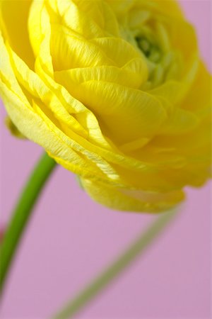 simsearch:628-01278649,k - Yellow buttercup Stock Photo - Premium Royalty-Free, Code: 628-01279709
