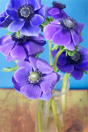 simsearch:628-01279012,k - Violet anemones Fotografie stock - Premium Royalty-Free, Codice: 628-01279758