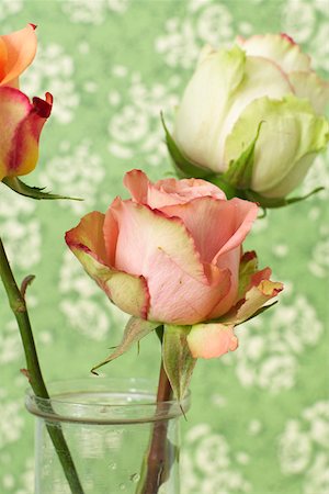 simsearch:640-01364617,k - Roses in a vase Foto de stock - Sin royalties Premium, Código: 628-01279762