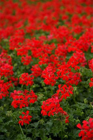 Géraniums fleurs rouges Photographie de stock - Premium Libres de Droits, Code: 628-01495015