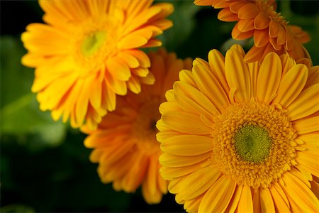 Gerbera jaune Photographie de stock - Premium Libres de Droits, Code: 628-01495017