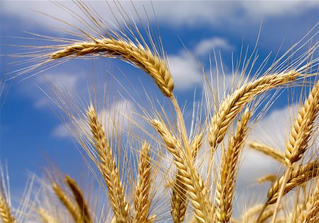 Barley stems Foto de stock - Sin royalties Premium, Código: 628-02062664