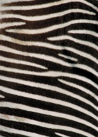 Zebra coat, close-up Fotografie stock - Premium Royalty-Free, Codice: 628-02062787