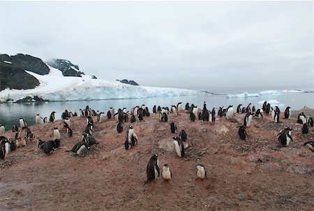 simsearch:628-02197991,k - Gentoo penguin breeding colony Fotografie stock - Premium Royalty-Free, Codice: 628-02197974