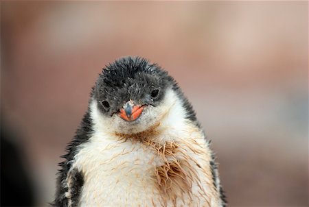 penguin chick - Gentoo penguin Stock Photo - Premium Royalty-Free, Code: 628-02197975