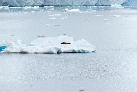 simsearch:628-02197991,k - Seal lying on an iceberg Fotografie stock - Premium Royalty-Free, Codice: 628-02197989