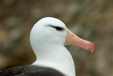 Portrait of a breeding black- browed albatross Foto de stock - Sin royalties Premium, Código: 628-02197994