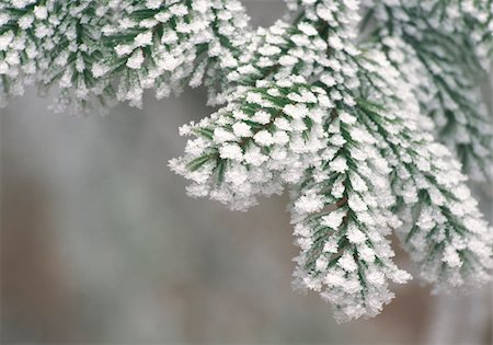 Fir branch with hoarfrost Foto de stock - Royalty Free Premium, Número: 628-02615584