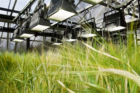 Genetically modified crop in a greenhouse Foto de stock - Sin royalties Premium, Código: 628-02615609