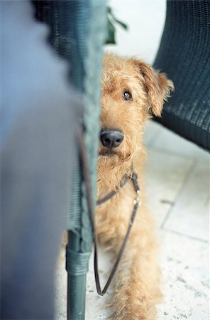 Fox Terrier sitting next to a Cane Chair - Dog - Domestic Animal Foto de stock - Sin royalties Premium, Código: 628-02615750