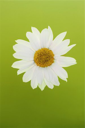 Fleur de camomille Photographie de stock - Premium Libres de Droits, Code: 628-02615908