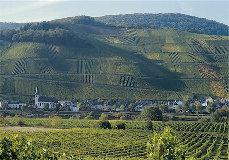 Vineyards, at the River Moselle, Rhineland-Palatinate, Germany Stock Photo - Premium Royalty-Free, Code: 628-02953919