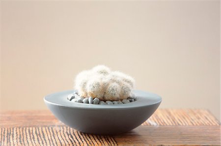 empty room with wooden floor - Close Up Of Furry Cactus Put In Bowl Stock Photo - Premium Royalty-Free, Code: 622-06009539