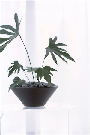 Plant In Bowl Shaped Pot Covered With Pebbles Foto de stock - Sin royalties Premium, Código: 622-06009547