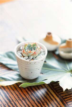 empty building interior - Close Up Of Plant Pot On Large Leaf Stock Photo - Premium Royalty-Free, Code: 622-06009540