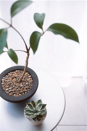 plant living room nobody - Plant Pot Covered With Pebbles Foto de stock - Sin royalties Premium, Código: 622-06009555