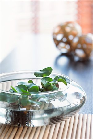 Glass Bowl As Plant Pot Foto de stock - Royalty Free Premium, Número: 622-06009550