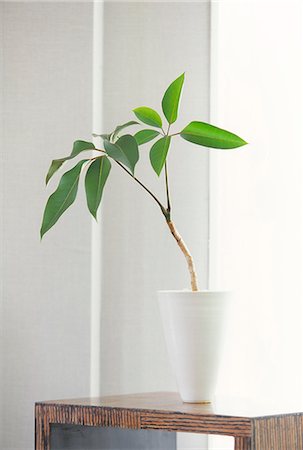 planta de interior - Vase As Plant Pot On Table Foto de stock - Sin royalties Premium, Código: 622-06009551