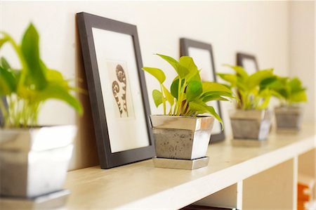 planta en maceta - Potted Plants And Frames In A Row Foto de stock - Sin royalties Premium, Código: 622-06009552