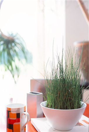 Grass Growing In Ceramic Pot Foto de stock - Sin royalties Premium, Código: 622-06009564