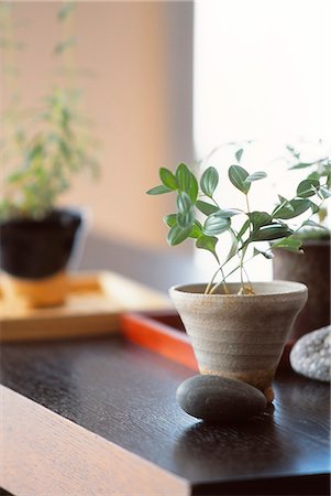 plante en pot - Cache-pot et galets sur Table Photographie de stock - Premium Libres de Droits, Code: 622-06009568