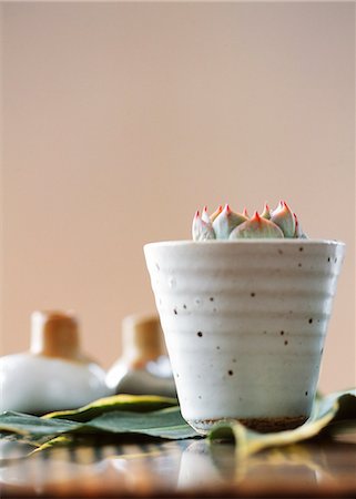 Kleine Blumentopf auf großes Blatt hautnah Stockbilder - Premium RF Lizenzfrei, Bildnummer: 622-06009580
