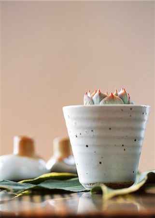 potted plant - Close Up Small Plant Pot On Large Leaf Stock Photo - Premium Royalty-Free, Code: 622-06009580