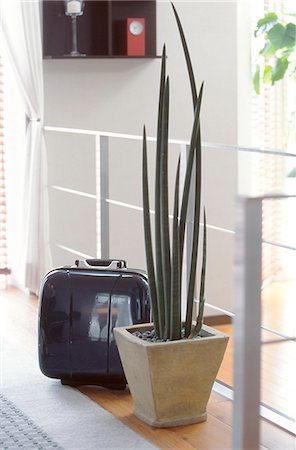 safety in plant - Potted Plant And Briefcase Stock Photo - Premium Royalty-Free, Code: 622-06009725