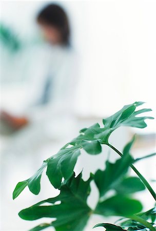 Houseplant In Foreground Focus And Woman In Background Stock Photo - Premium Royalty-Free, Code: 622-06009789