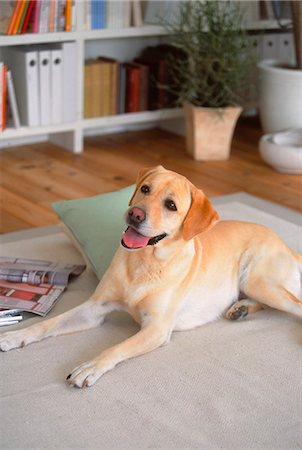 Golden Labrador Sitting On Carpet At Home Foto de stock - Sin royalties Premium, Código: 622-06009780