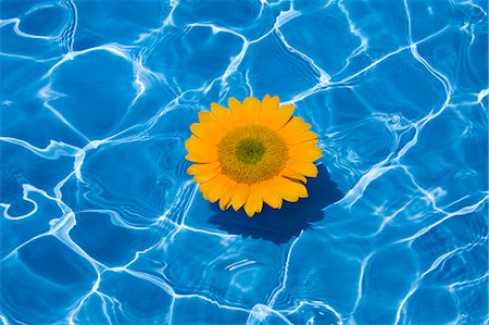 simsearch:622-02354988,k - Sunflower In Water Stock Photo - Premium Royalty-Free, Code: 622-06009939