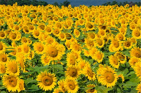 fields of flowers backgrounds - Sunflowers In Field Stock Photo - Premium Royalty-Free, Code: 622-06009943