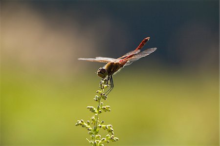 Dragonfly On Plant Stock Photo - Premium Royalty-Free, Code: 622-06009963