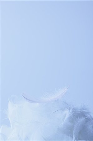 Feathers Stock Photo - Premium Royalty-Free, Code: 622-06163891