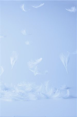 White Feathers Flying Against Colored Background Stock Photo - Premium Royalty-Free, Code: 622-06163892