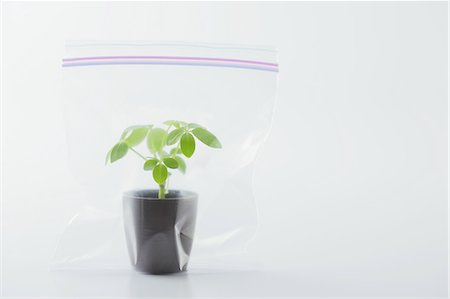 plante en pot - Plante en pot dans le sachet en plastique Photographie de stock - Premium Libres de Droits, Code: 622-06163979