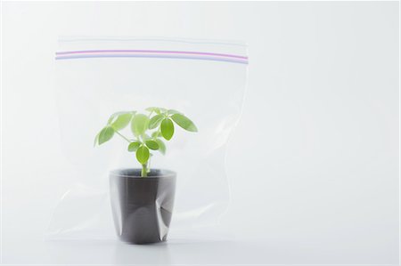 potted plant - Plante en pot dans le sachet en plastique Photographie de stock - Premium Libres de Droits, Code: 622-06163979