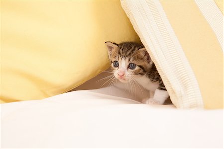 pillow close up - Cat Showing Inquisitive Stock Photo - Premium Royalty-Free, Code: 622-06190674